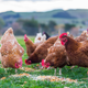 Image for article titled Where did all the tiny chickens go?